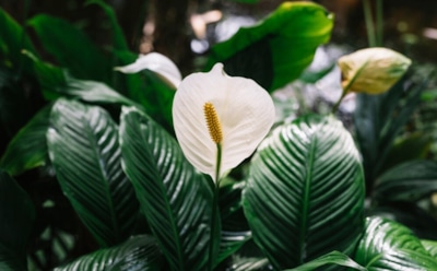 Секреты ухода за спатифиллумом: советы для долгого цветения и здоровья растения — от полива до подкормки