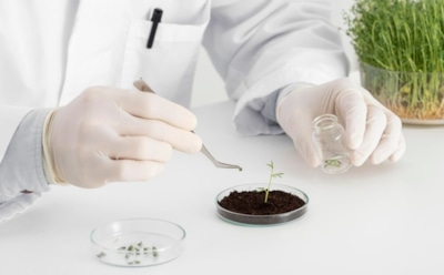 Новое удобрение из России: рост растений и защита от патогенов — восстанавливает почву