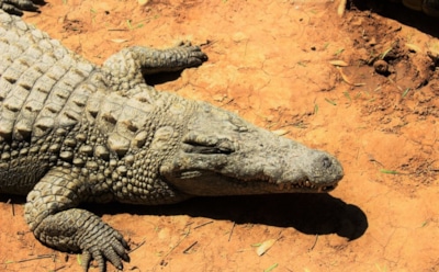 Уникальность узоров чешуи крокодилов: определены причины индивидуальности — открытие швейцарских ученых