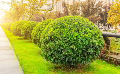 Растения для бедной почвы: выносливость и красота для сложных участков — декоративные кустарники в трудных условиях