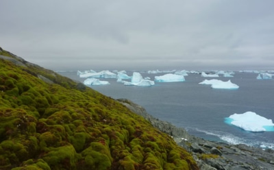 Как Антарктида стала ледяной: от зеленого континента до полярных льдов — ключевые изменения