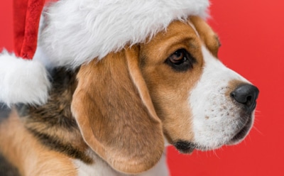 Как защитить собаку от стресса в Новый год: советы для спокойных праздников — безопасность и комфорт