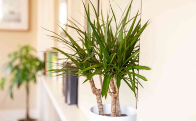 Зеленые спасатели дома: растения, очищающие воздух — красиво и полезно