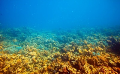 Скрытые тайны океана: спутники NASA нашли неизвестные подводные горы — новые данные о рельефе дна