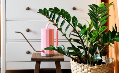 Эффектный гость из тропиков: как выращивать замиокулькас дома — советы по уходу и размножению