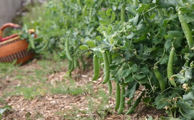 Горох на зависть соседям: лучшие практики ухода — от посадки до сбора урожая