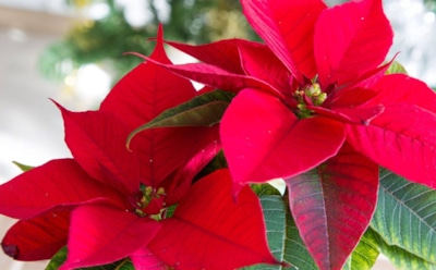 Теплолюбивая пуансеттия: уход за капризным растением — советы для здоровья и ярких листьев