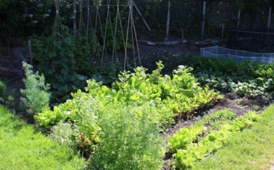 Огород без солнца: растения для затененных участков — урожай, не требующий обилия света