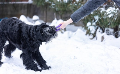 Мерзнут уши, лапы, хвост — загрустил зимою пес: как заботиться о собаке в холода — рекомендации по уходу