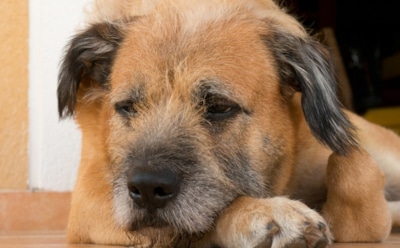 Старость не в радость даже для собак: когда наступает и с какими проблемами связана — выводы ученых