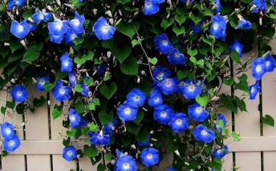 Вьющиеся растения для дачи: как скрыть недостатки участка — неприхотливые культуры для красоты