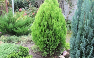 Кипарисовик украсит участок: от посадки до размножения — советы по правильному уходу