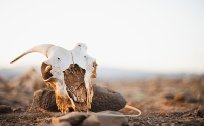 Игры с рогами: древние египтяне любили экспериментировать со скотом — новое открытие археологов