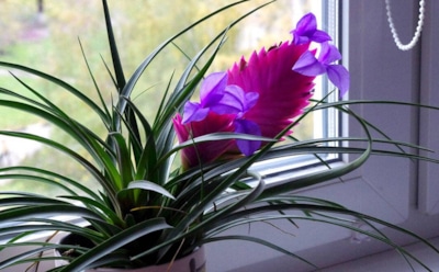 Тилландсия для дома: простой уход и яркое цветение — советы для новичков