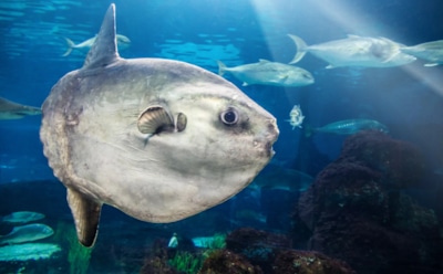 Тропический гость в британских широтах: редкая рыба-луна на пляже графства Кент — удивление для очевидцев и ученых