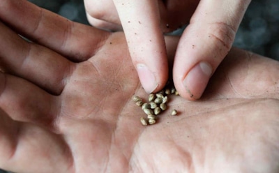 История семян: путь растений к эволюции — удивительные факты о флоре Земли