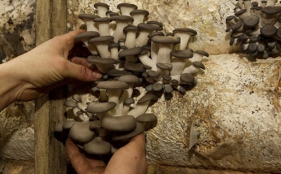 Выращивание вешенок дома: рекомендации по эффективному уходу — урожай за 45 дней