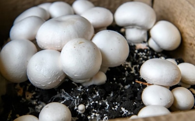 Выращивание шампиньонов дома: пошаговая технология — урожай за 3 месяца