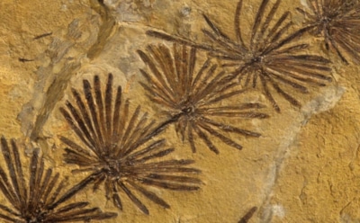 Исследование инопланетного растения шокировало ученых: новая загадка древней флоры — окаменелость из эоцена