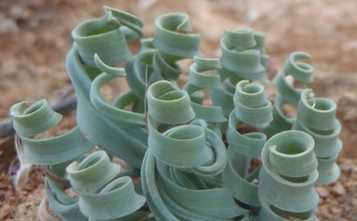 Трахиандра украсит дом: уход и размножение экзотического растения — советы для любителей комнатной зелени