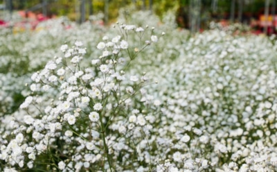 Гипсофила на вашем участке: посадка и правильный уход — советы для красоты сада