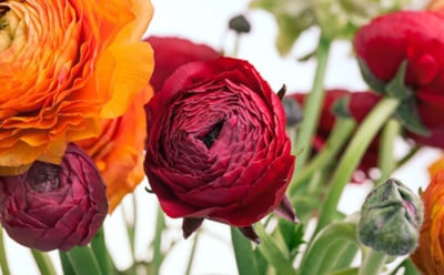 Ранункулюс на подоконнике: секреты посадки и ухода — живое украшение для дома