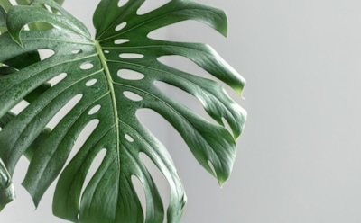 Монстера — необычное растение для дома: как добиться плодов и сохранить красоту — секреты ухода и цветения