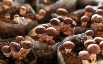 Шиитаке дома: секреты выращивания грибов — урожай круглый год