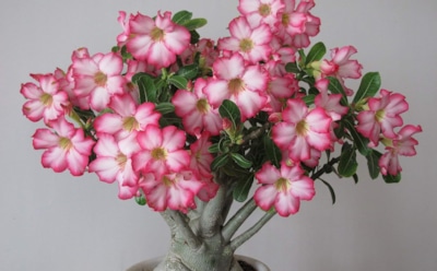 Как вырастить адениум в домашних условиях: секреты ухода и размножения — цветение круглый год