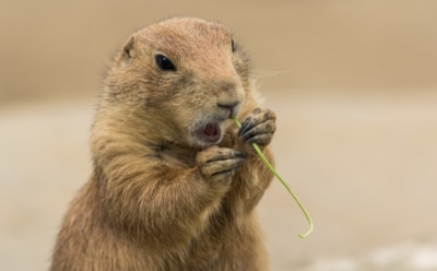 Страшнее суслика хищника нет: калифорнийские зверьки сменили орехи на мясо — климат меняет природу
