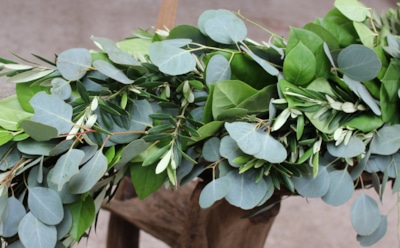 Эвкалипт в домашних условиях: советы по размножению и выращиванию для новичков — как сажать и ухаживать