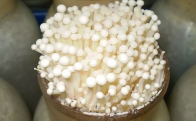 Грибы эноки в домашних условиях: секреты урожая с насыщенным вкусом — как вырастить и собрать правильно