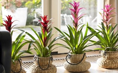 Бромелия для домашнего уюта: уход без усилий и секреты здоровья — как выращивать экзотическое растение