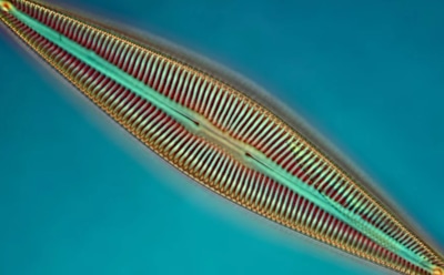 «Глаза» микроводорослей: у диатомей обнаружены светочувствительные рецепторы — новое открытие ученых