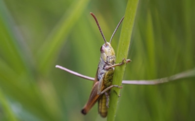 Борьба с саранчой: новая модель прогнозирует нашествия за 7 дней — защита посевов стала проще