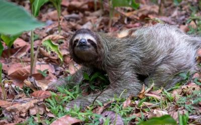 Люди и гигантские ленивцы: следы древнего сосуществования — кости, артефакты и новые открытия