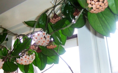 Хойя в доме: советы по уходу и размножению — солнечный цветок с ароматом ванили