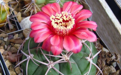 Гимнокалициум в доме: посадка, полив и размножение — основы ухода за кактусом