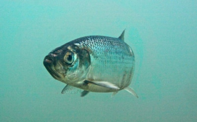 Сельдь-хищник в Балтике: эволюция питания на фоне отсутствия конкуренции — новые перспективы для рыбного промысла