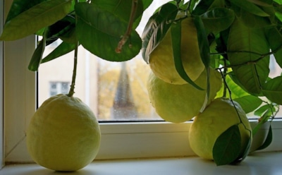 Выращиваем помело из косточки: простые шаги для дома — советы по уходу за экзотикой