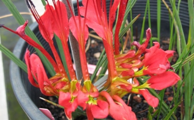 Бабиана на подоконнике: посадка и правильный уход — лакомство бабуинов из тропиков