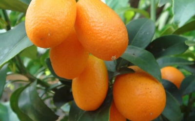 Кумкват на подоконнике: секреты посадки и ухода — как вырастить плодоносный цитрус