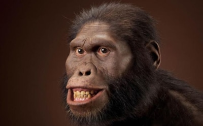 Те еще спринтеры: австралопитеки уступали современным людям в скорости — эволюция и новые открытия