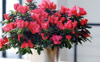 Зима в цветах: растения для яркого интерьера — зимнее цветение в вашем доме