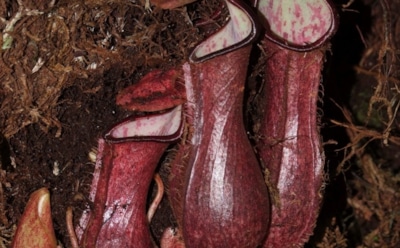 Растительный орангутанг: необычное мохнатое растение найдено учеными — уникальное открытие