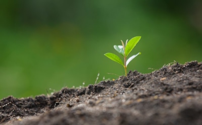 Древнее семя ожило: дерево из Библии, выращенное спустя тысячу лет — гипотезы и тайны смолы