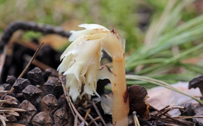 Уникальное открытие на Камчатке: бесхлорофилльное растение подъельник — редкий сапрофит среди хвойных