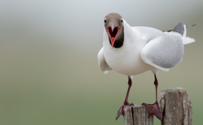 Птицы и звуки: влияние среды и размеров тела — новые данные орнитологов