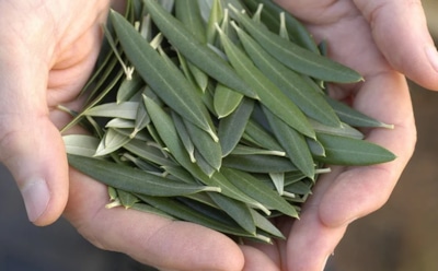 Экстракт оливковых листьев: защита сердца и снижение давления — исследование австралийских ученых