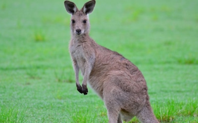 Короткомордые кенгуру: причины исчезновения — новая версия ученых из Австралии